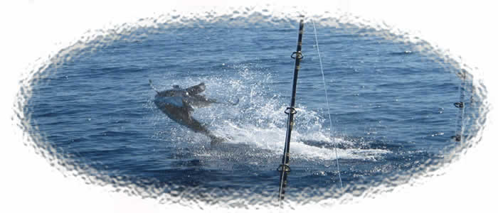 Tamarindo Sportfishing, Sailfish