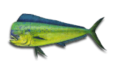 Guanacaste Sportfishing Charters for Mahi-Mahi
