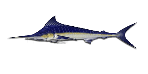 Guanacaste Costa Rica Sportfishing Charters for Marlin