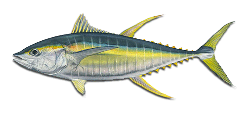 Yellowfin Tuna