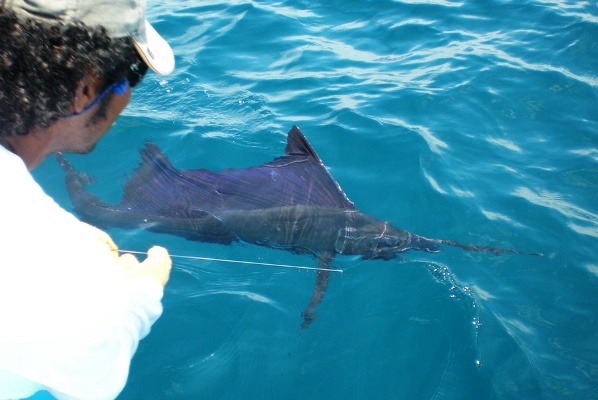 Fishing out of Riu Guanacaste Costa Rica - Sailfish image