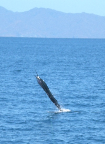 Offshore Fishing Charters out of Flamingo Beach, Costa Rica