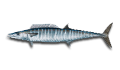 Papagayo Fishing Charters for Wahoo