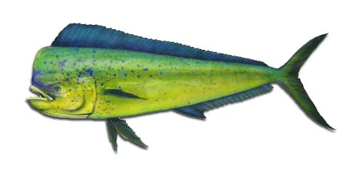 Mahi-mahi in Papagayo Fishing Gulf