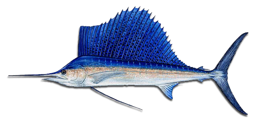 Four Seasons Costa Rica, Sailfish