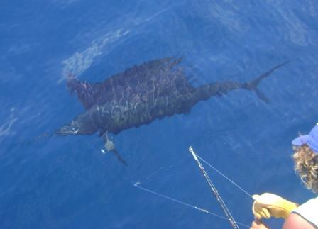 Deep Sea Fishing out of Flamingo Beach